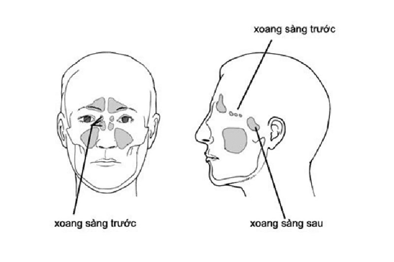 vị trí của xoang sàng
